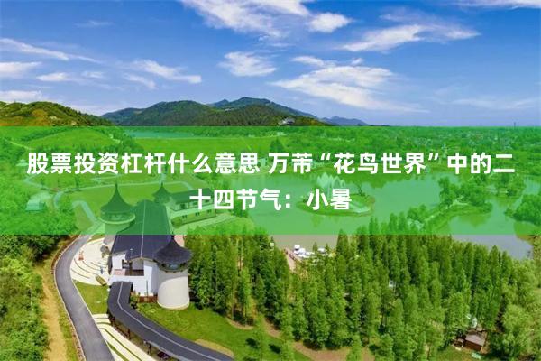 股票投资杠杆什么意思 万芾“花鸟世界”中的二十四节气：小暑