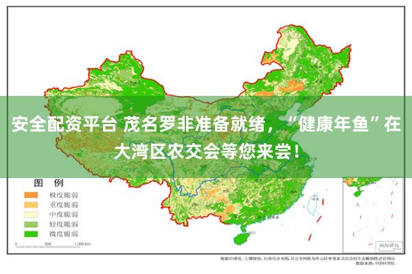 安全配资平台 茂名罗非准备就绪，“健康年鱼”在大湾区农交会等您来尝！