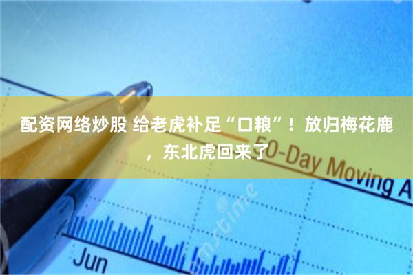 配资网络炒股 给老虎补足“口粮”！放归梅花鹿，东北虎回来了