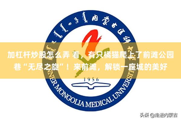 加杠杆炒股怎么弄 看，有只橘猫爬上了前滩公园巷“无尽之旋”！来前滩，解锁一座城的美好